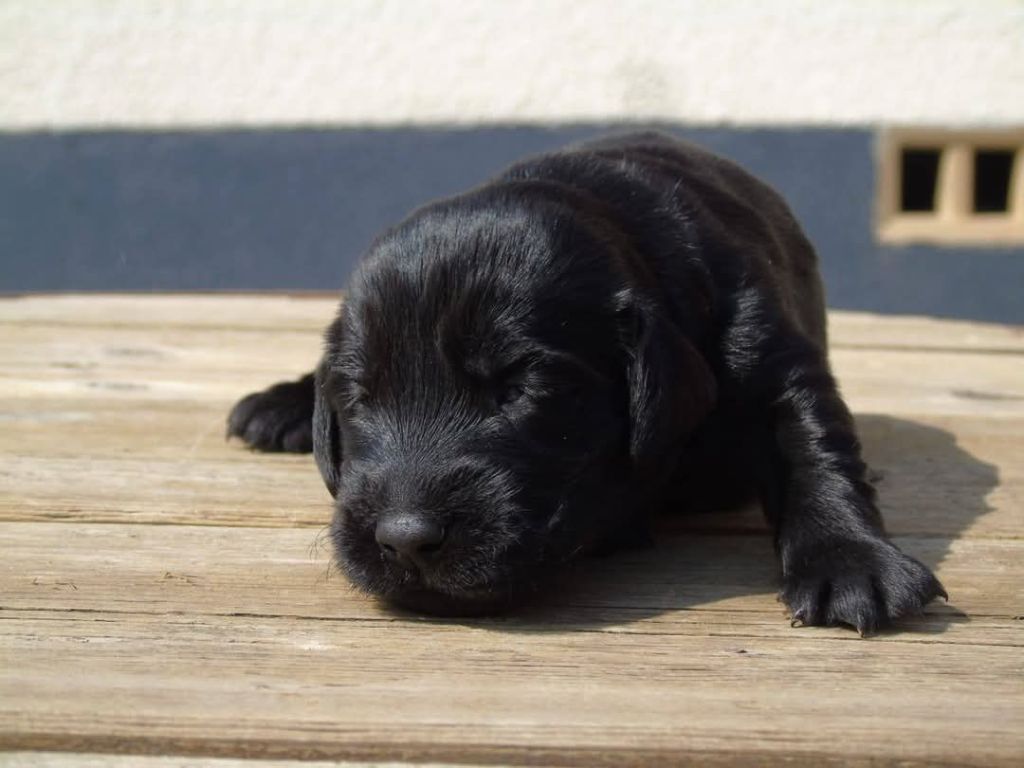 Du Domaine De Phoebapooros - Chiots disponibles - Flat Coated Retriever