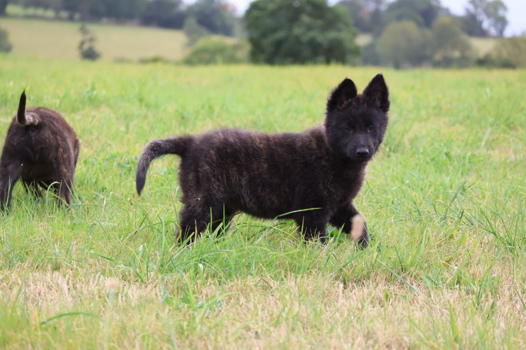 Du Domaine De Phoebapooros - Chiots disponibles - Berger hollandais