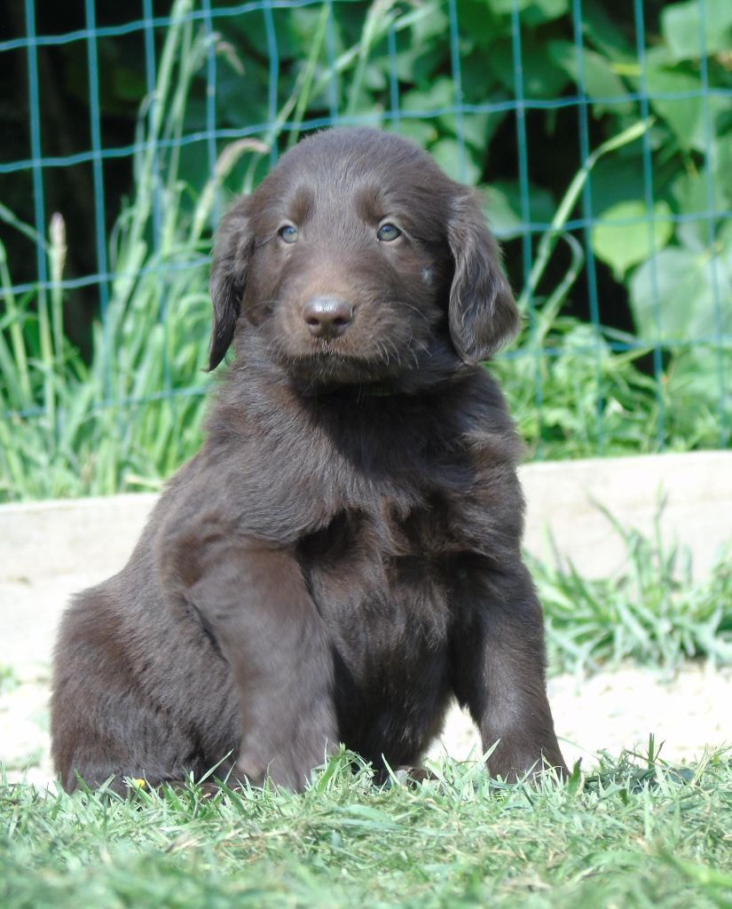 Du Domaine De Phoebapooros - Chiots disponibles - Flat Coated Retriever