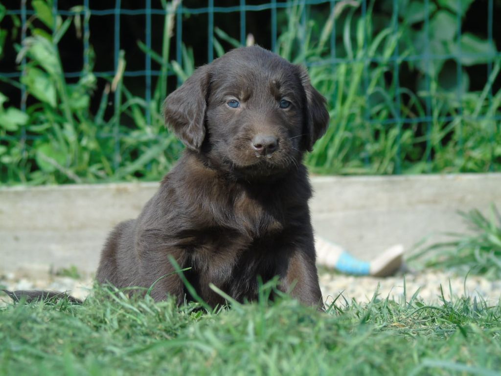 Du Domaine De Phoebapooros - Chiots disponibles - Flat Coated Retriever