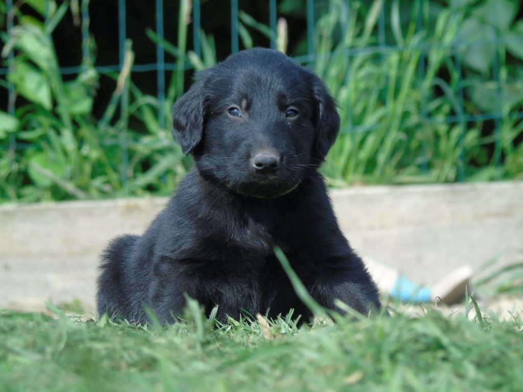 Du Domaine De Phoebapooros - Chiots disponibles - Flat Coated Retriever