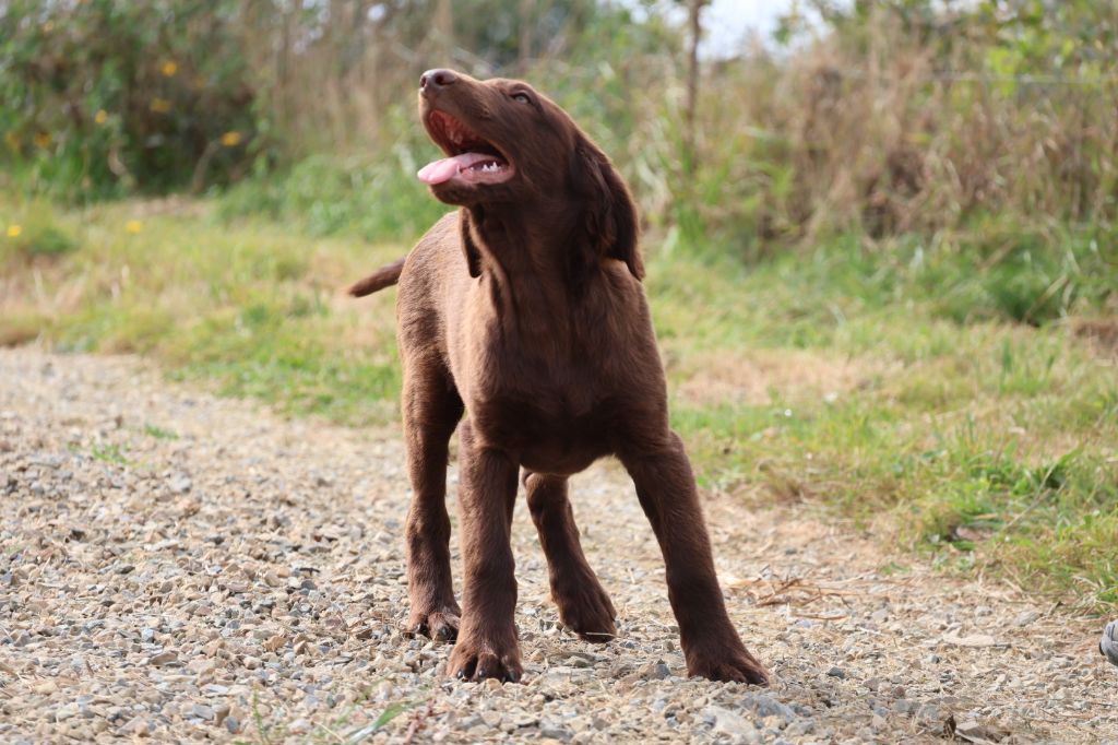 Du Domaine De Phoebapooros - Flat Coated Retriever - Portée née le 24/05/2025