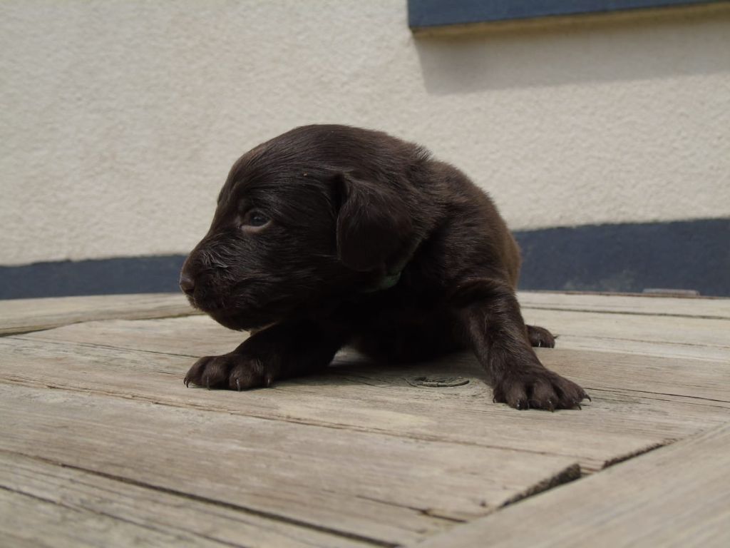 Du Domaine De Phoebapooros - Chiots disponibles - Flat Coated Retriever
