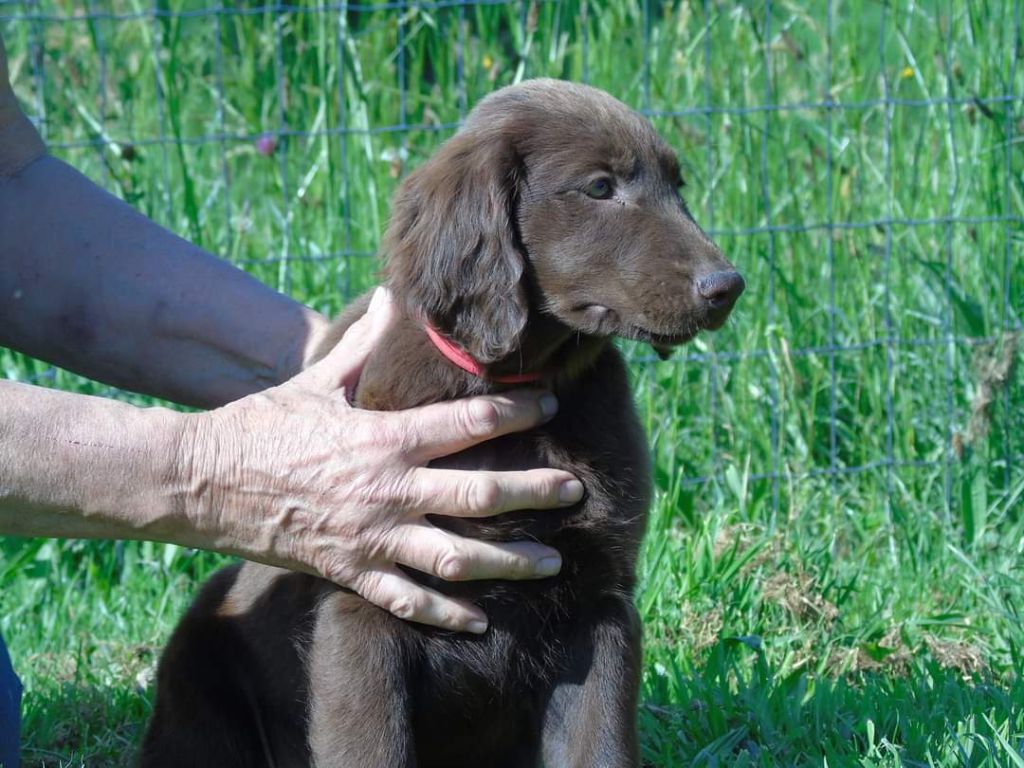 Du Domaine De Phoebapooros - Flat Coated Retriever - Portée née le 21/03/2024