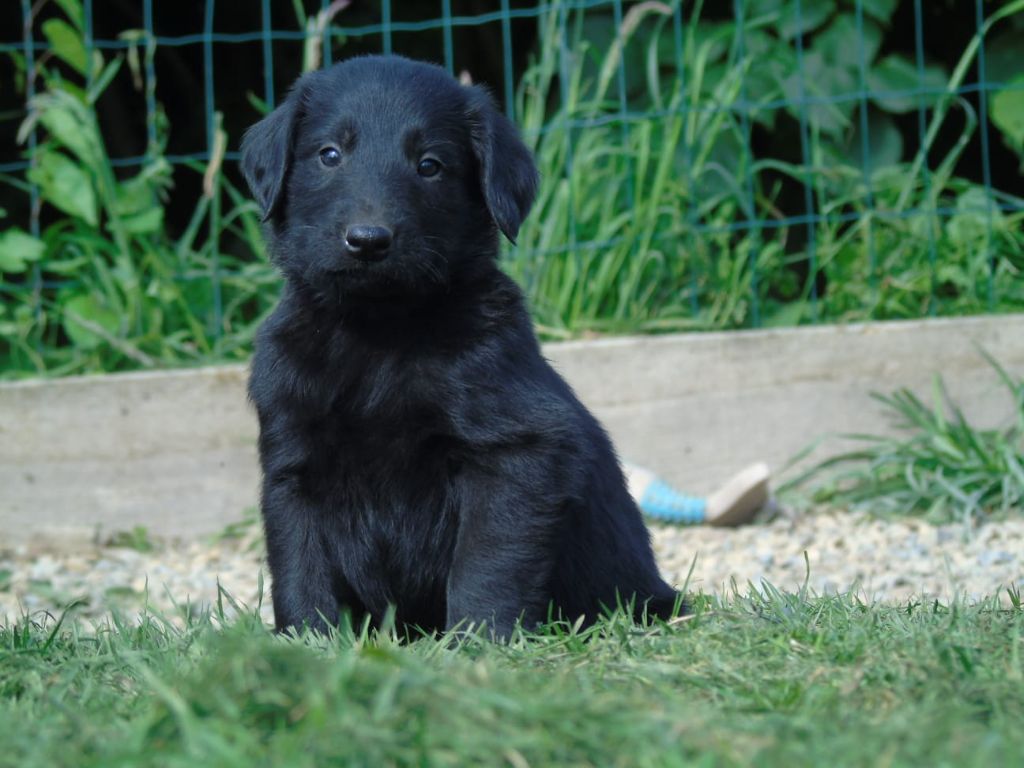 Du Domaine De Phoebapooros - Chiots disponibles - Flat Coated Retriever