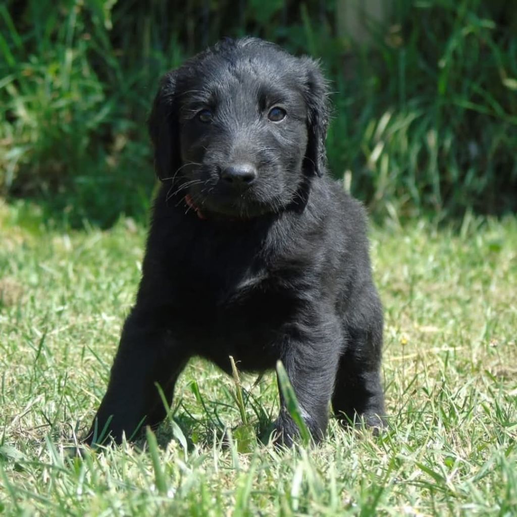 Du Domaine De Phoebapooros - Chiots disponibles - Flat Coated Retriever