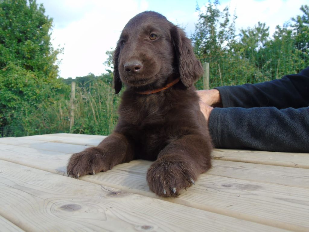 Du Domaine De Phoebapooros - Chiots disponibles - Flat Coated Retriever