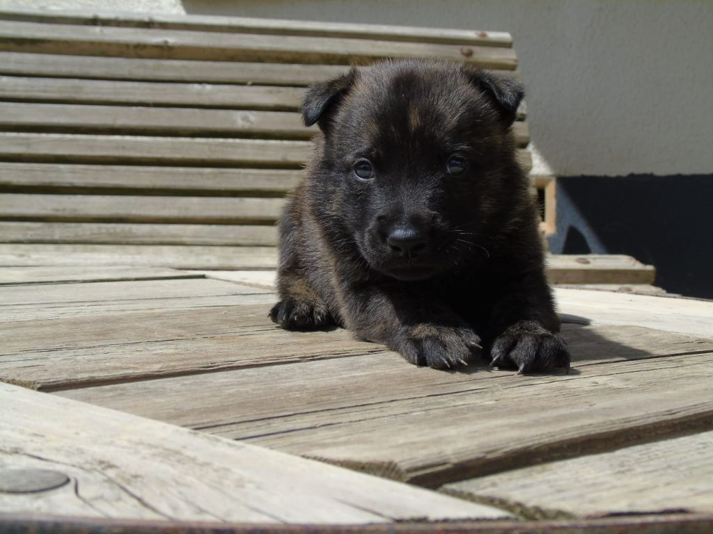 Du Domaine De Phoebapooros - Chiots disponibles - Berger hollandais