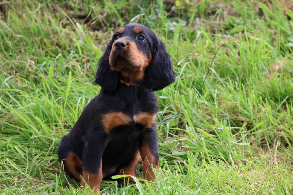 Du Domaine De Phoebapooros - Chiots disponibles - Setter Gordon