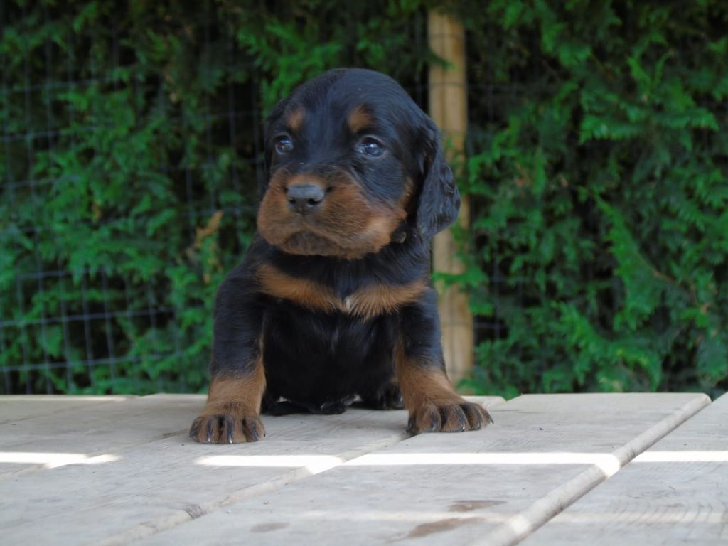 Du Domaine De Phoebapooros - Chiots disponibles - Setter Gordon