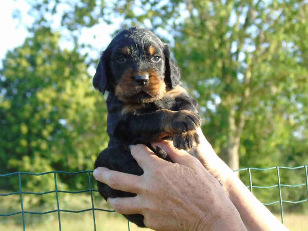 Du Domaine De Phoebapooros - Chiots disponibles - Setter Gordon