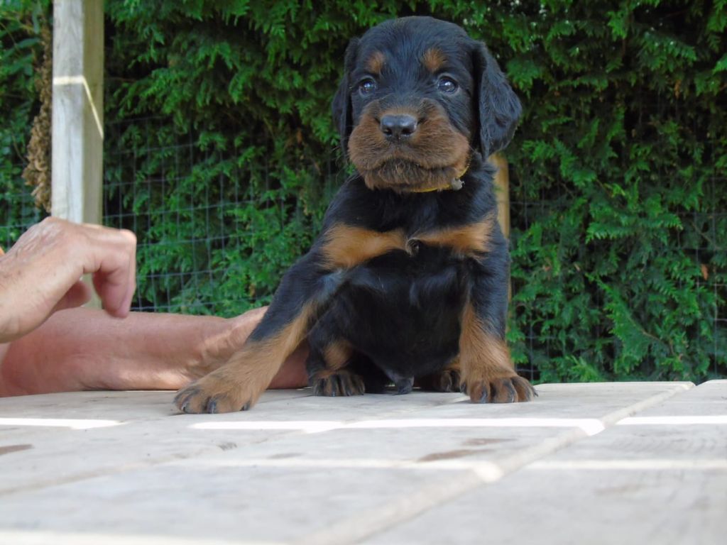 Du Domaine De Phoebapooros - Chiots disponibles - Setter Gordon