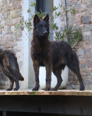 Femelle poils longs collier bleu foncé pailleté