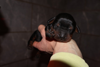 Monsieur sans collier