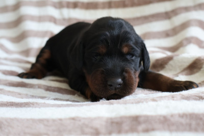 Madame rouge pailleté