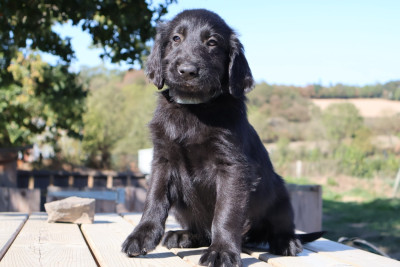 Monsieur noir collier bleu clair