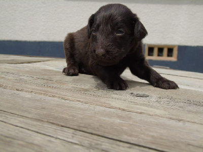 Monsieur foie collier marron 
