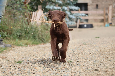 Monsieur foie collier marron