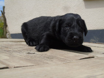 Madame noire collier saumon 