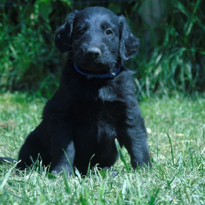 Monsieur noir collier bleu foncé 