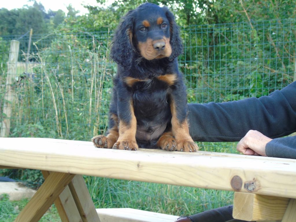 Du Domaine De Phoebapooros - Chiots disponibles - Setter Gordon