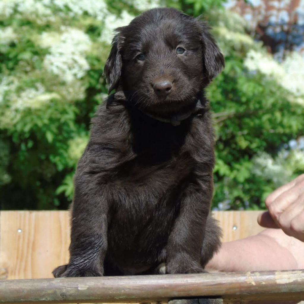 Chiot Flat Coated Retriever Du Domaine De Phoebapooros