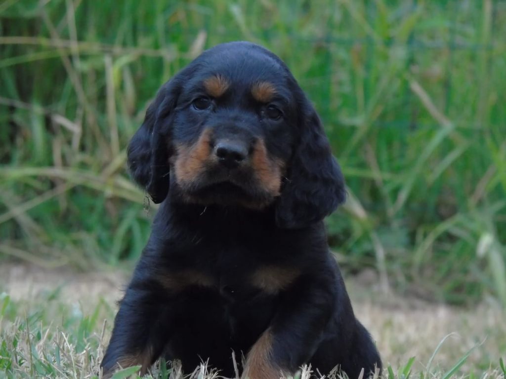 Du Domaine De Phoebapooros - Chiots disponibles - Setter Gordon