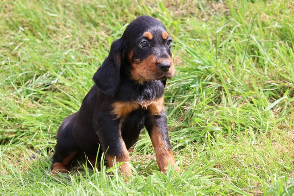 Du Domaine De Phoebapooros - Chiots disponibles - Setter Gordon