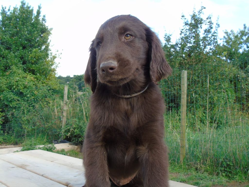 Du Domaine De Phoebapooros - Chiots disponibles - Flat Coated Retriever