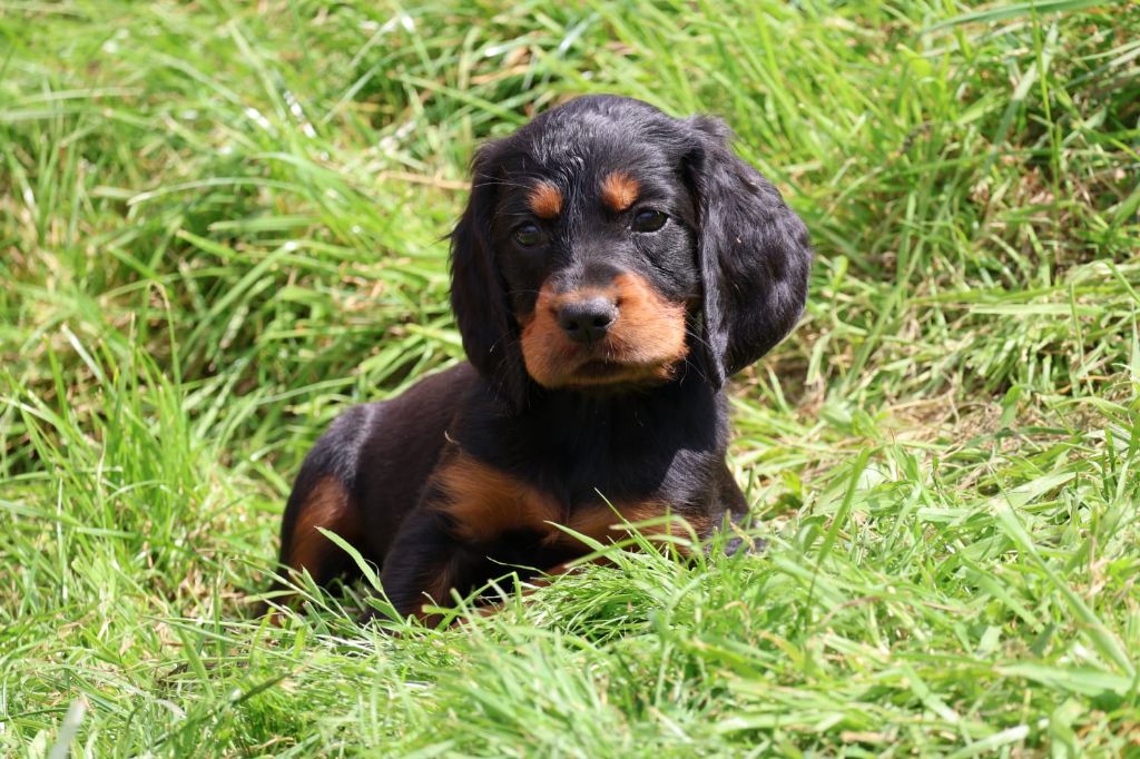 Du Domaine De Phoebapooros - Chiots disponibles - Setter Gordon