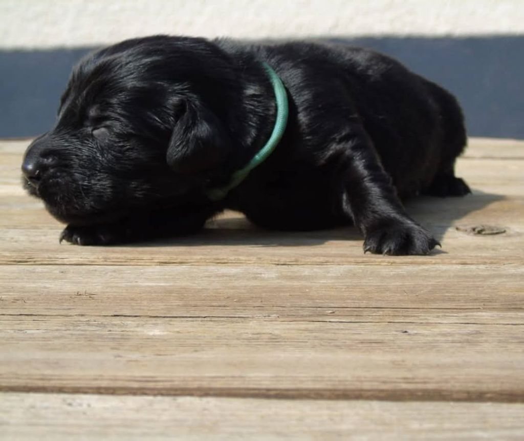 Du Domaine De Phoebapooros - Chiots disponibles - Flat Coated Retriever