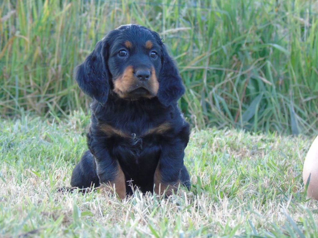 Du Domaine De Phoebapooros - Chiots disponibles - Setter Gordon