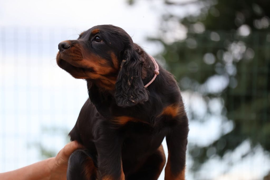 Du Domaine De Phoebapooros - Chiots disponibles - Setter Gordon