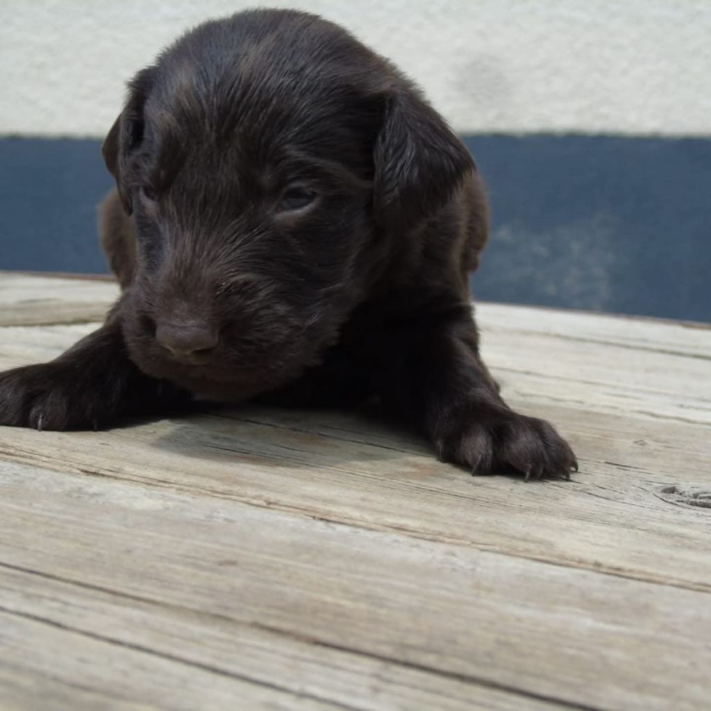 Du Domaine De Phoebapooros - Chiots disponibles - Flat Coated Retriever