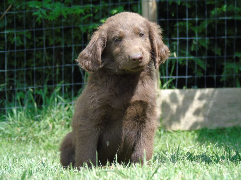 Du Domaine De Phoebapooros - Chiots disponibles - Flat Coated Retriever