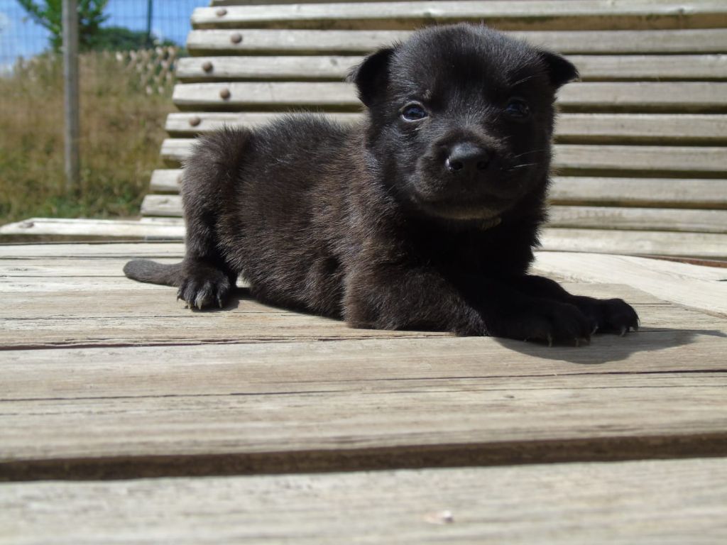 Du Domaine De Phoebapooros - Chiots disponibles - Berger hollandais