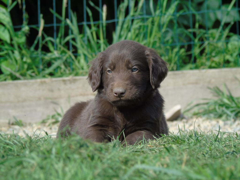 Chiot Flat Coated Retriever Du Domaine De Phoebapooros
