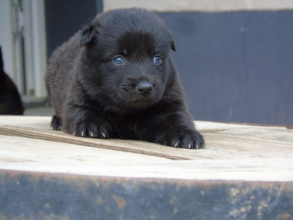 Du Domaine De Phoebapooros - Chiots disponibles - Berger hollandais