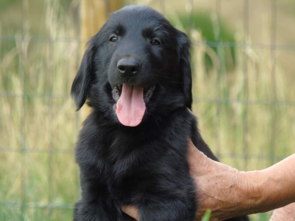 Du Domaine De Phoebapooros - Flat Coated Retriever - Portée née le 22/05/2023
