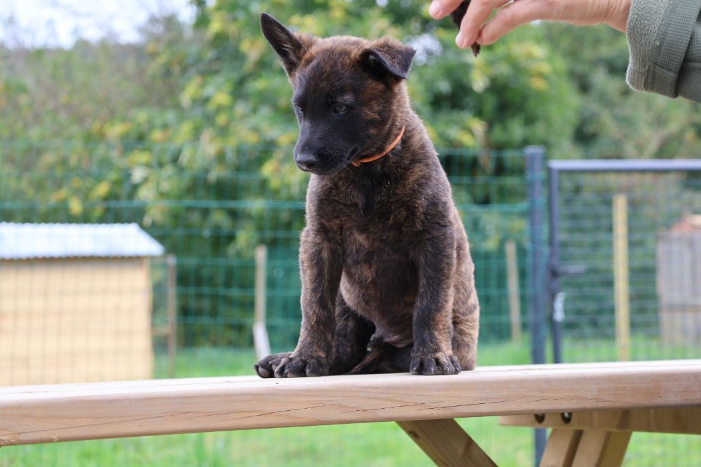 Du Domaine De Phoebapooros - Chiots disponibles - Berger hollandais