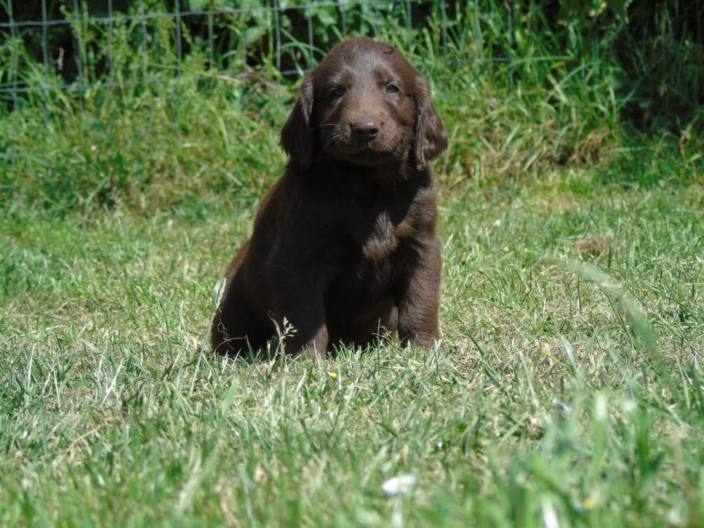 Du Domaine De Phoebapooros - Chiots disponibles - Flat Coated Retriever