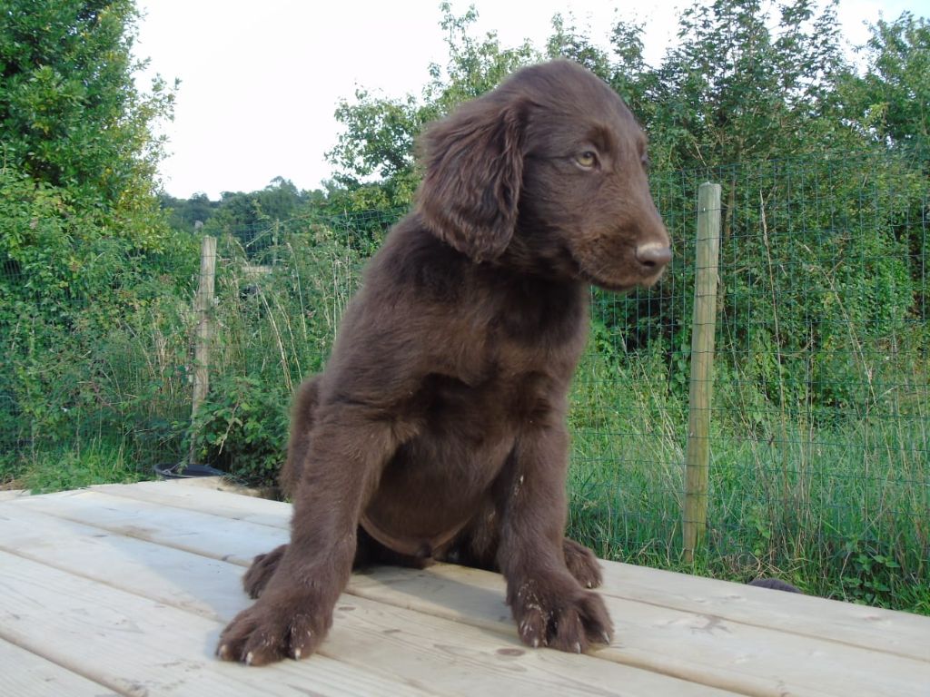 Du Domaine De Phoebapooros - Chiots disponibles - Flat Coated Retriever
