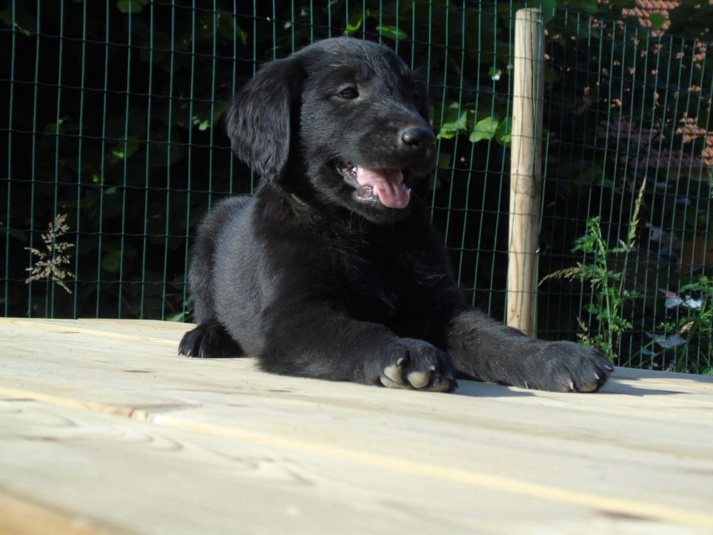 Du Domaine De Phoebapooros - Chiots disponibles - Flat Coated Retriever