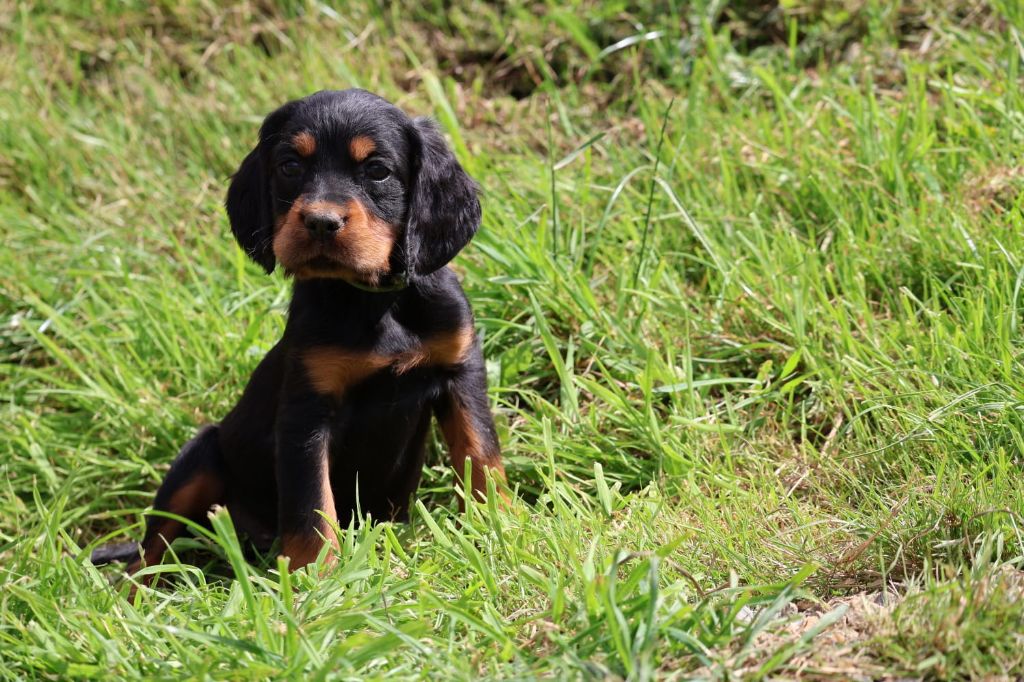 Du Domaine De Phoebapooros - Chiots disponibles - Setter Gordon