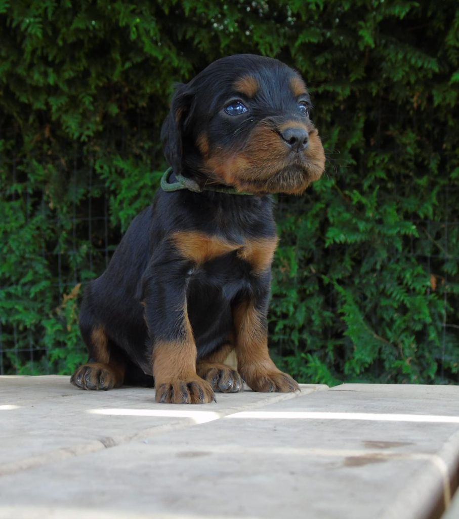 Du Domaine De Phoebapooros - Chiots disponibles - Setter Gordon