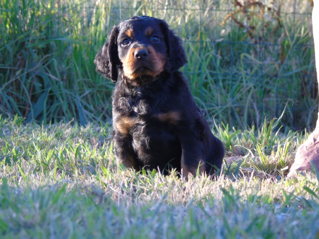 Du Domaine De Phoebapooros - Chiots disponibles - Setter Gordon