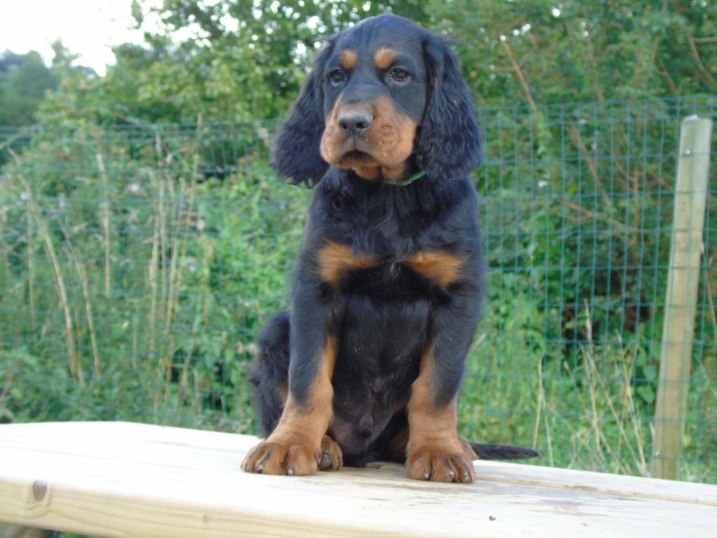 Du Domaine De Phoebapooros - Chiots disponibles - Setter Gordon