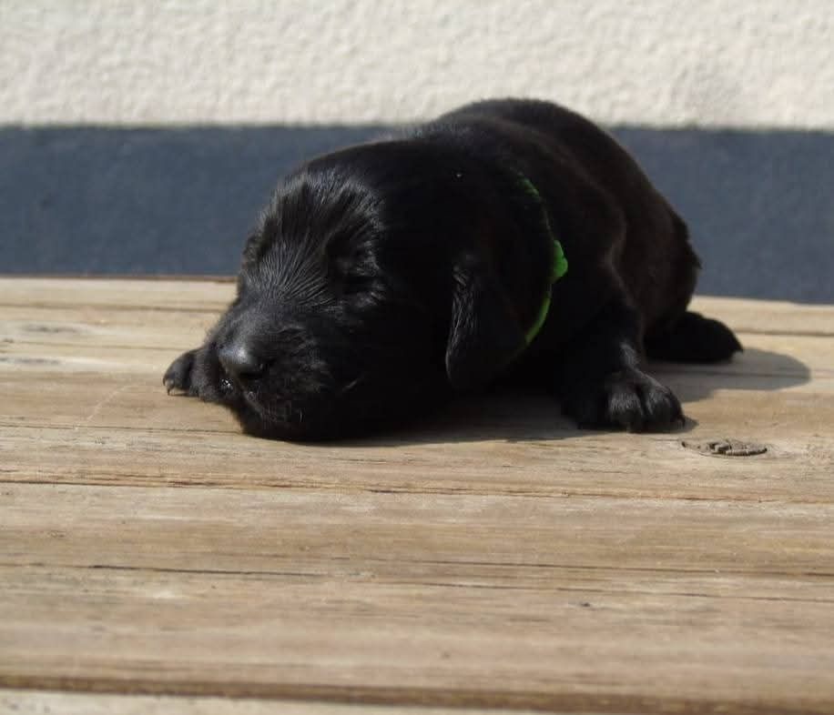 Du Domaine De Phoebapooros - Chiots disponibles - Flat Coated Retriever