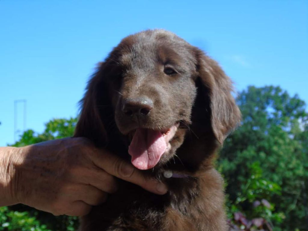 Du Domaine De Phoebapooros - Flat Coated Retriever - Portée née le 21/04/2022