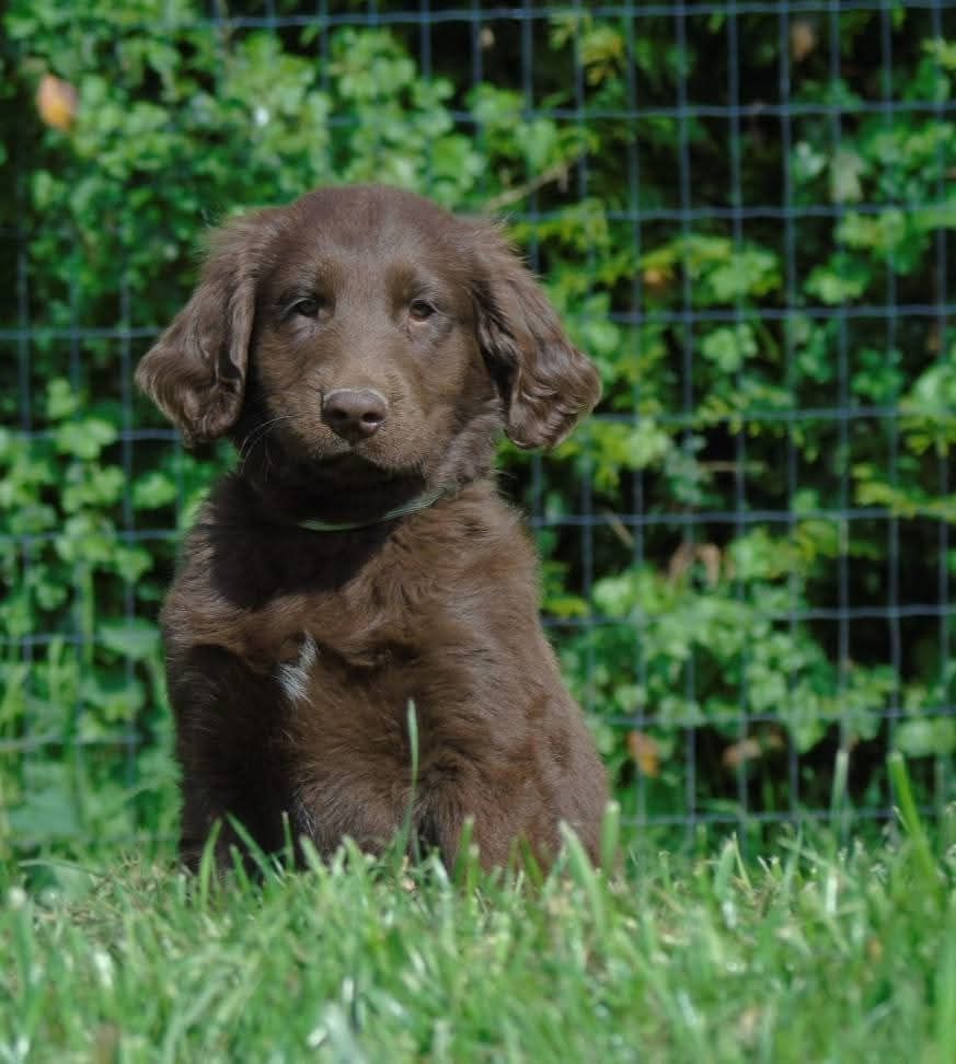 Du Domaine De Phoebapooros - Chiots disponibles - Flat Coated Retriever